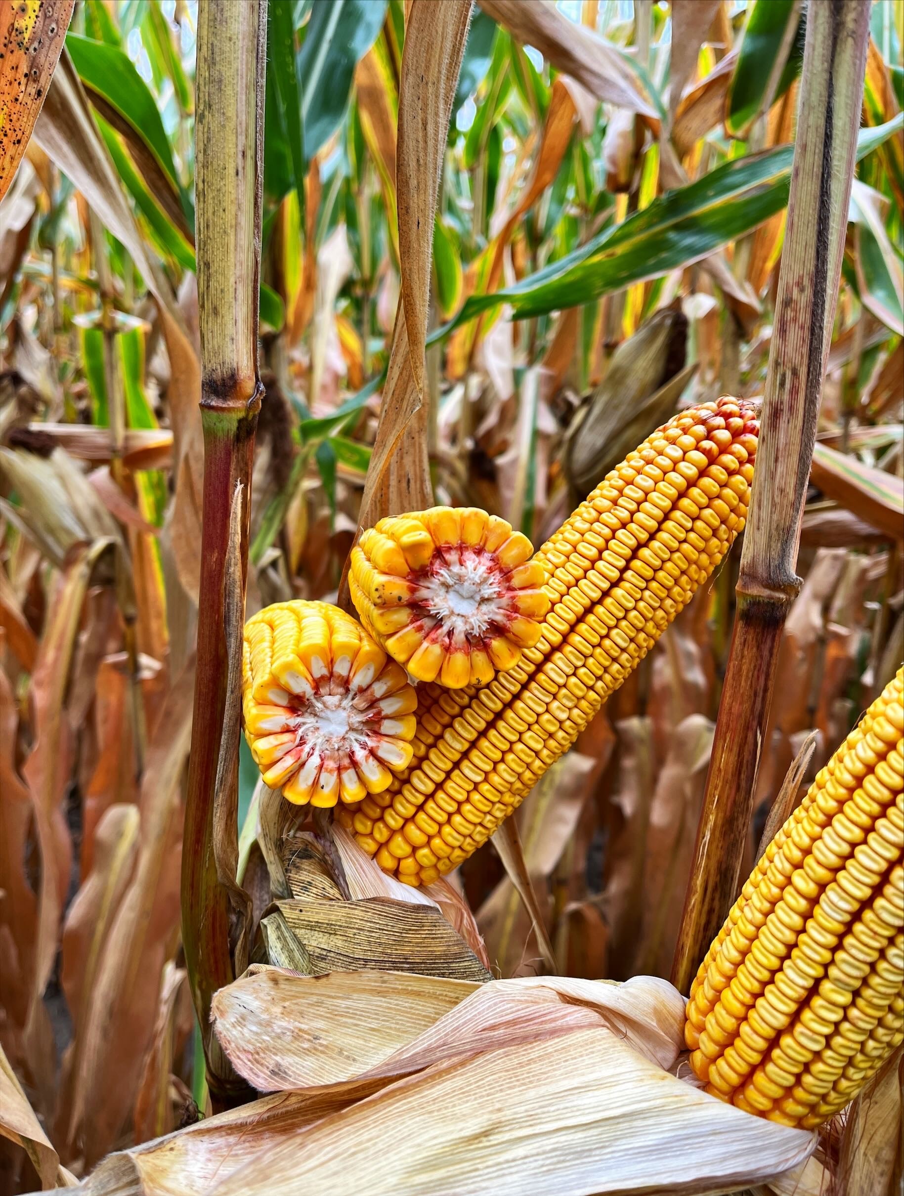 Corn cobs stacked on top of one another while learning against another cob on a corn plant.