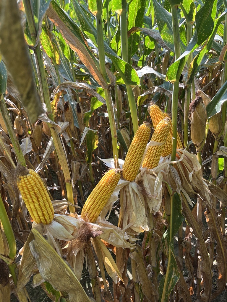 Corn cobs that have been shucked sit in a line on their respective corn plants.