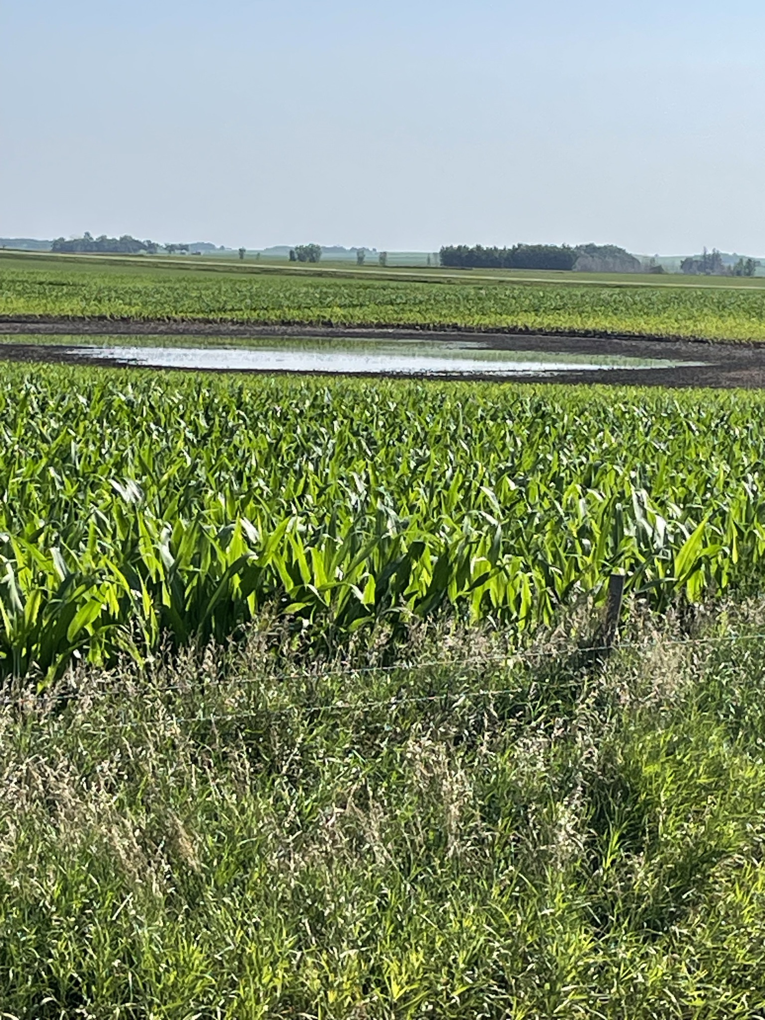 Flooded corn