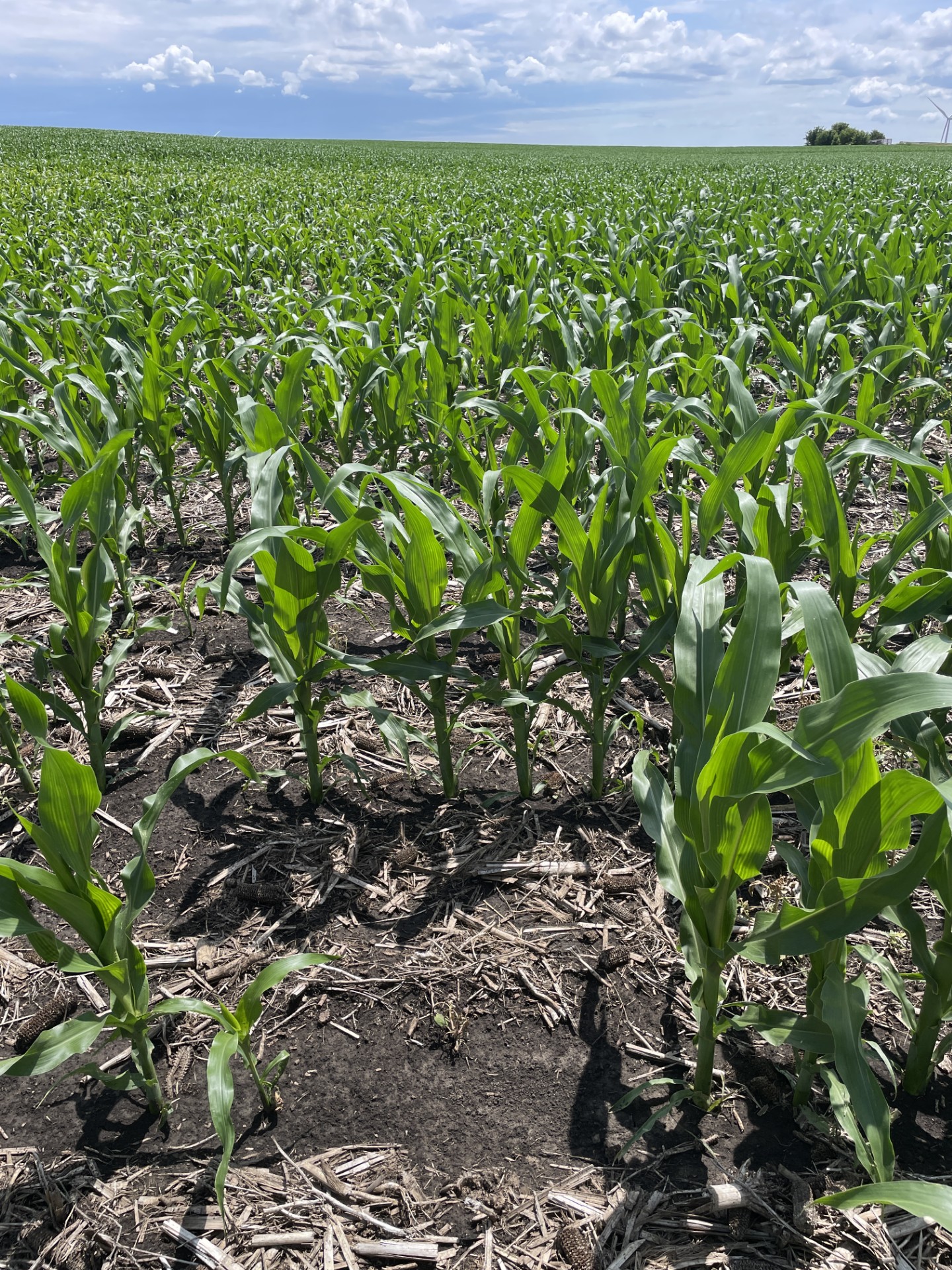 Rows of early season corn in a field of dark soil. A cloudy blue sky is visible in the distance. The upper right corner shows a copse of trees and a wind turbine.