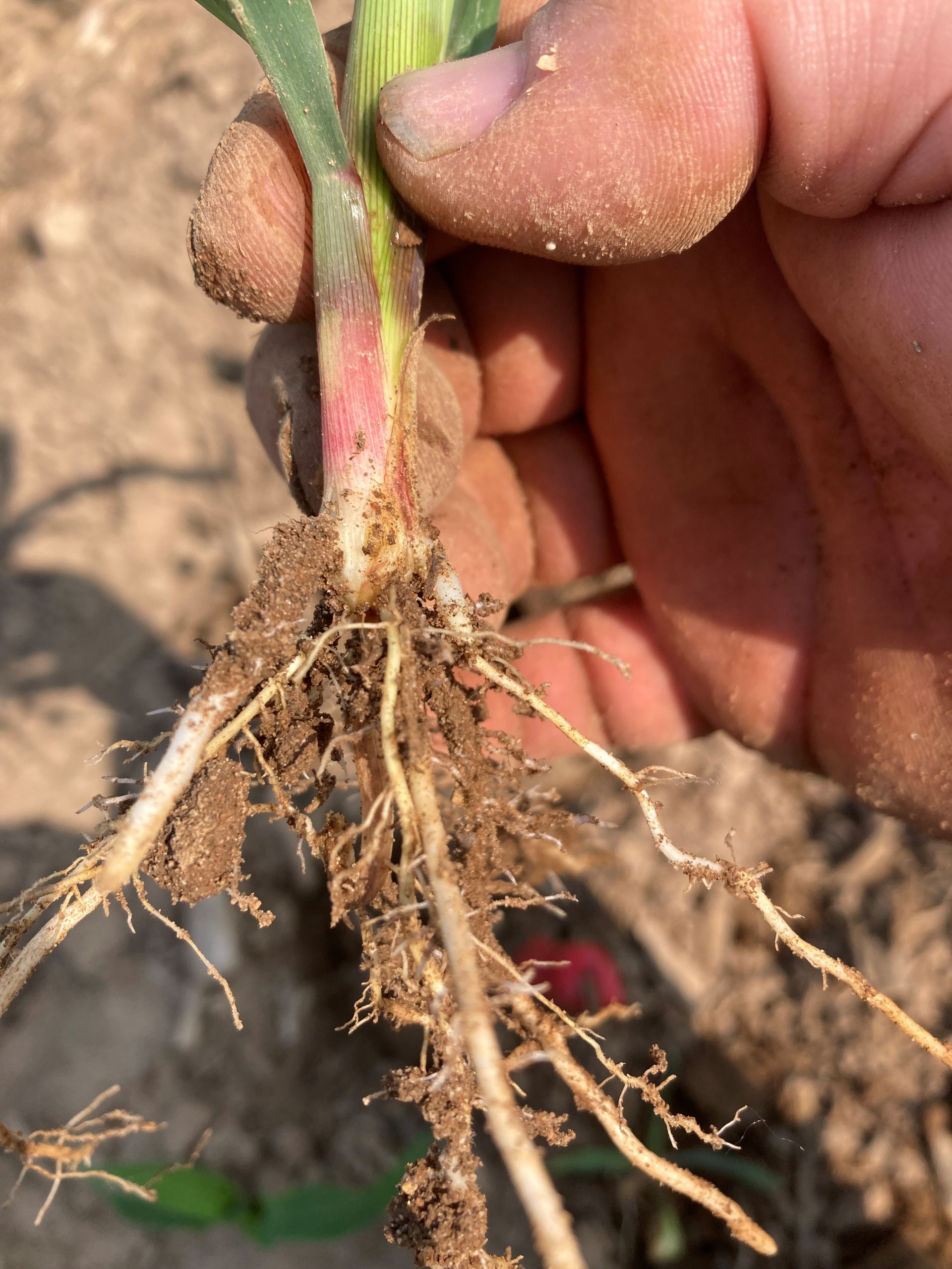 Corn early root growth