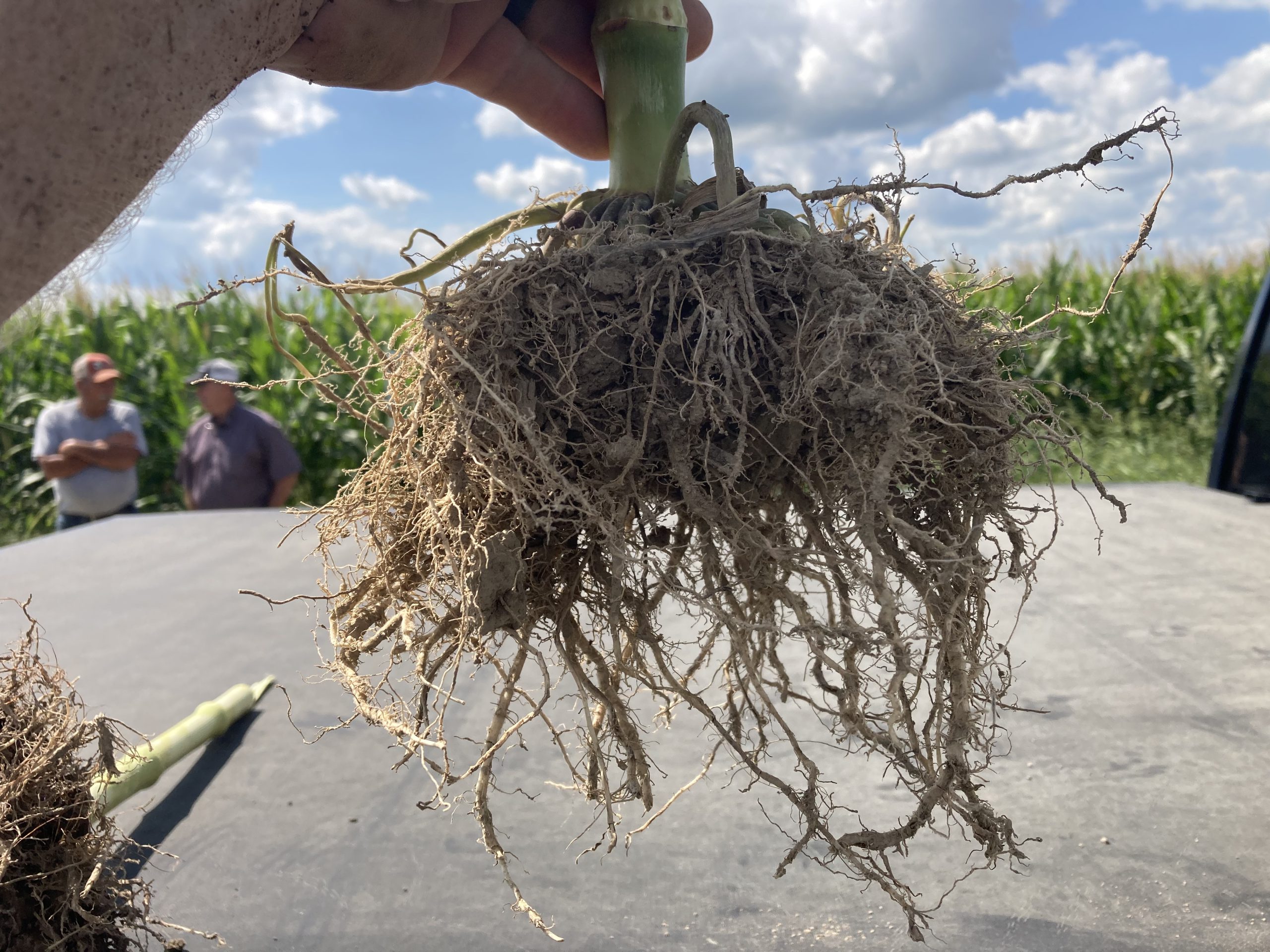 Corn large root ball