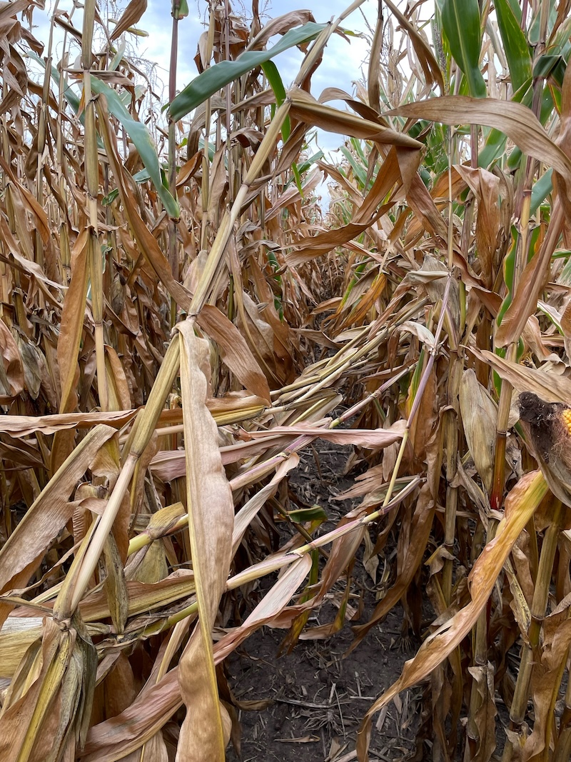 A630-04 corn plants with strong stands and good plant health next to other corn plants with broken stalks