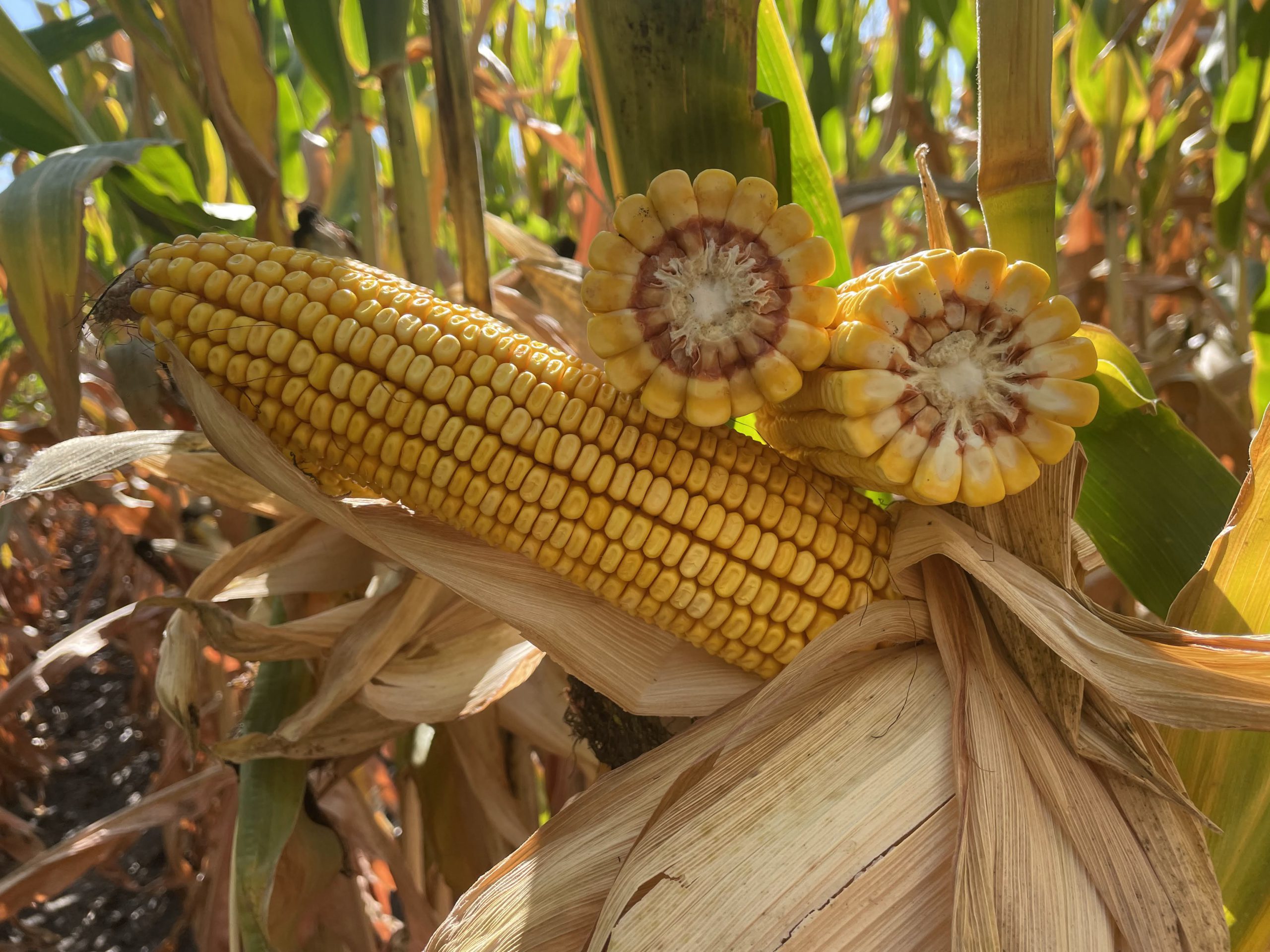 AgriGold Field GX F hybrid field corn