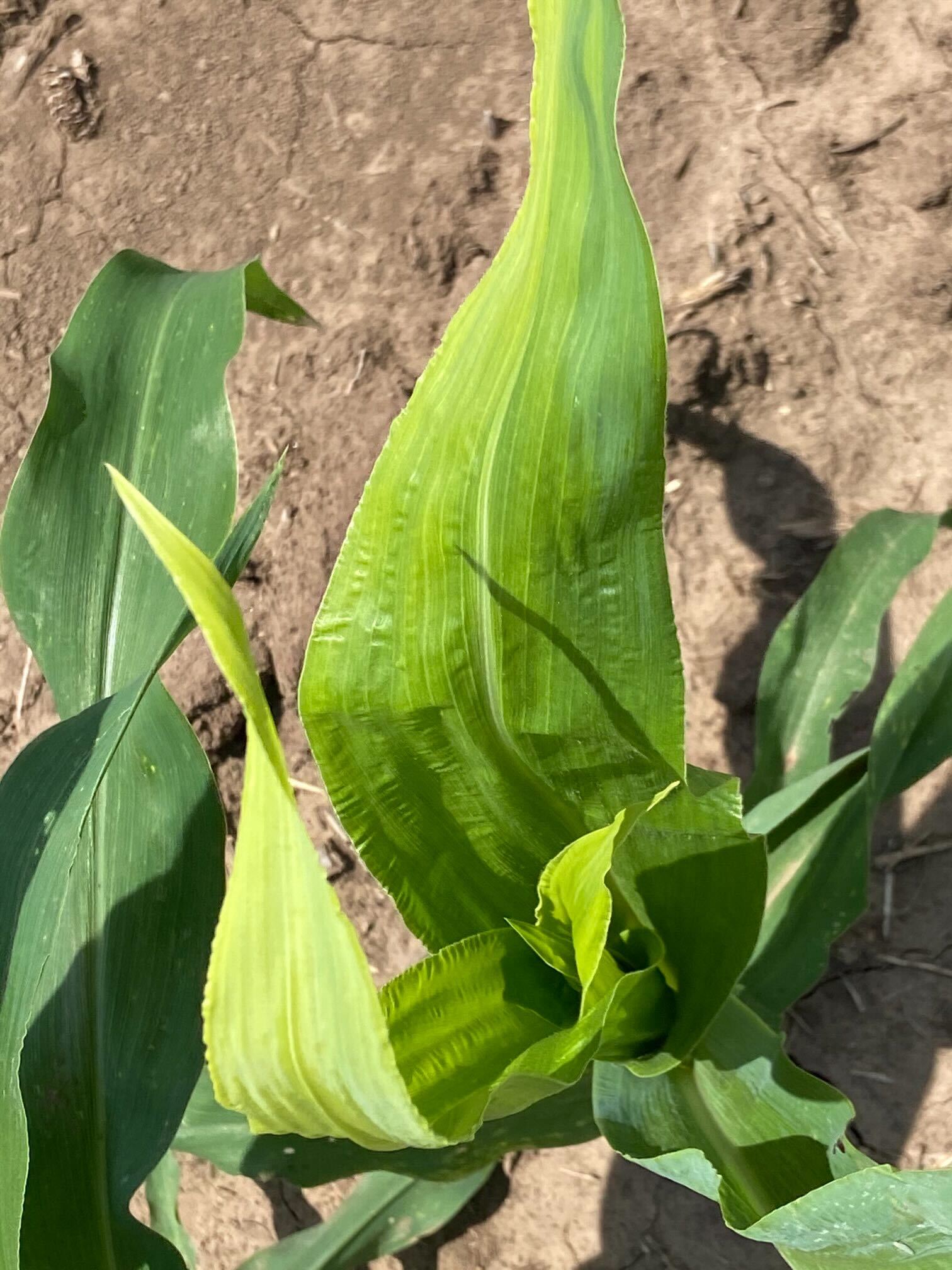 tightly wrapped and curled leaves