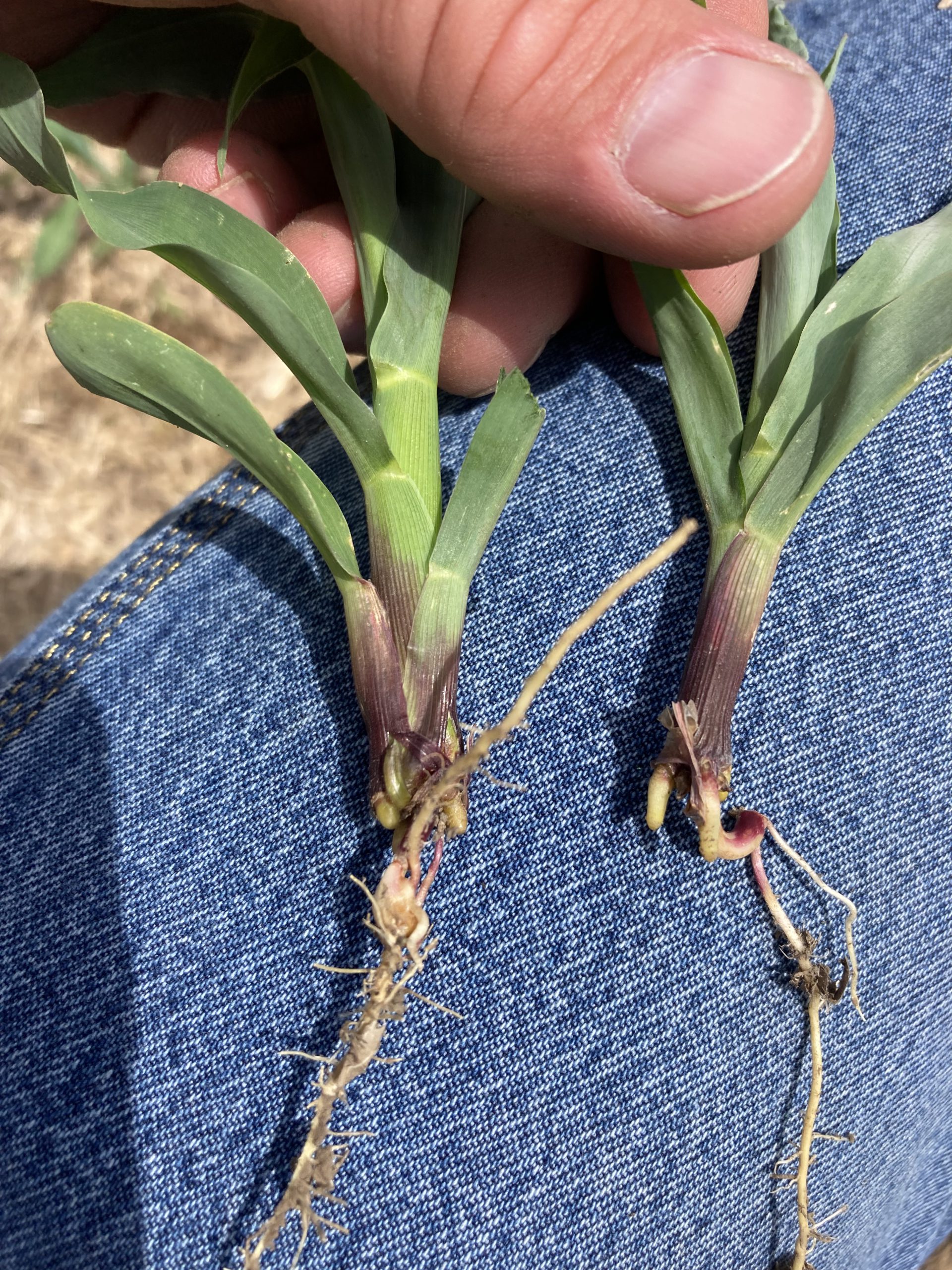 Rootless Corn Syndrome in Corn -- AgriGold 