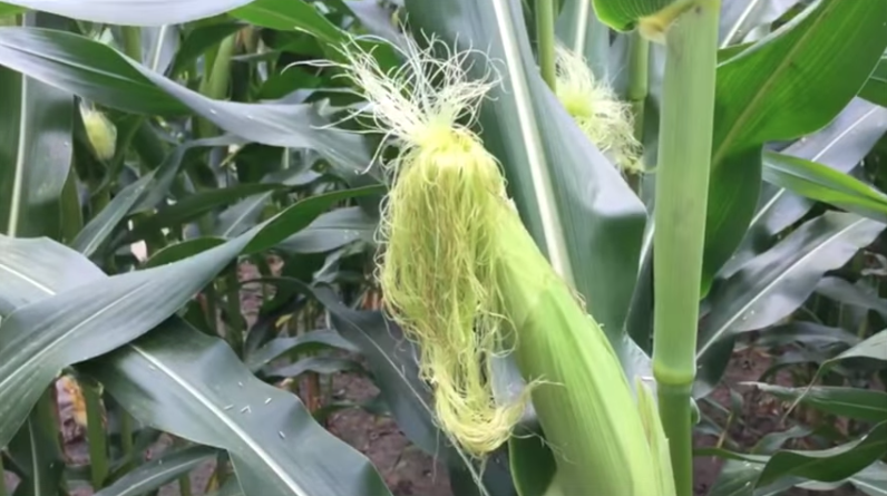 Long Silks in the Corn Field
