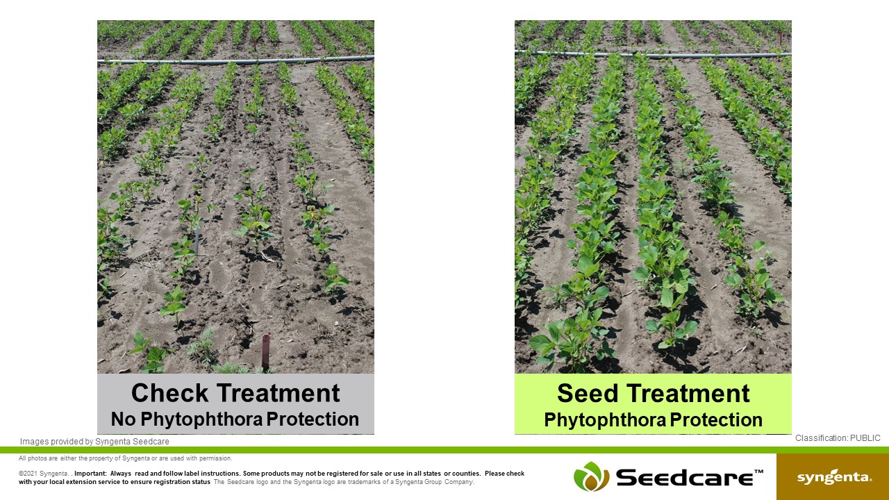 YMP 6 | Seed Treatments