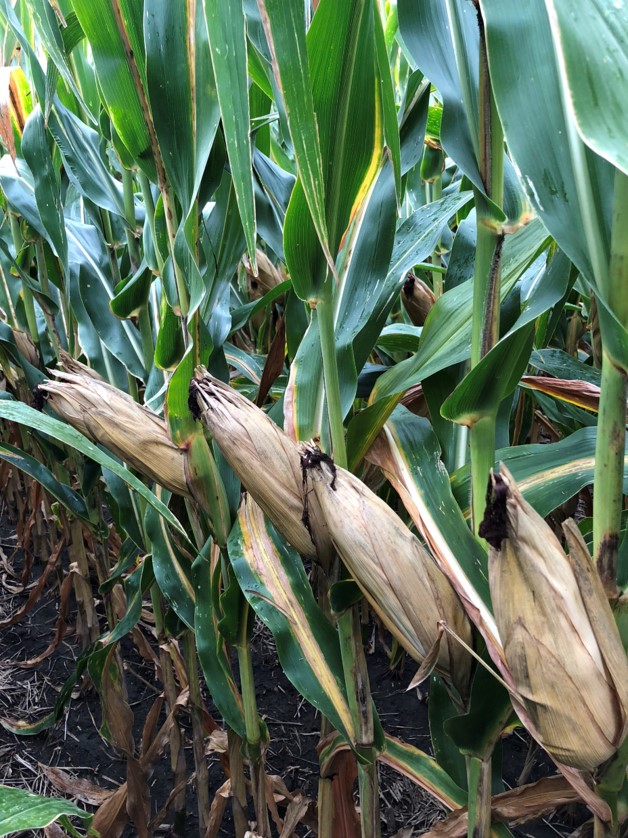 YMP 11 | Corn Crop