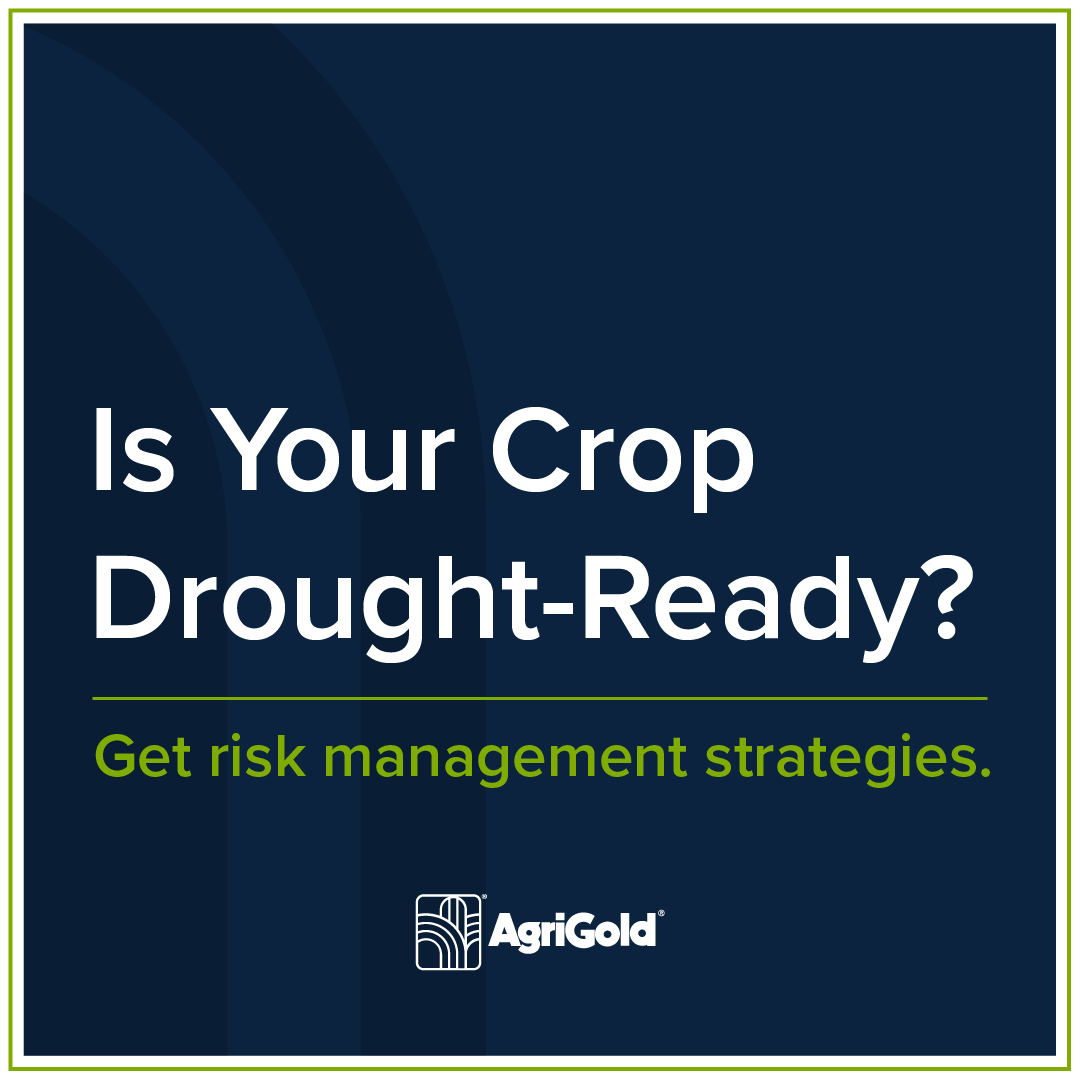AgriGold_Drought_Instagram_March2022