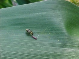 Two species of rootworms in the Midwest: Northern Corn Rootworm (NCR) and Western Corn Rootworm (WCR)