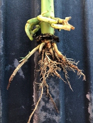 Corn rootworm example