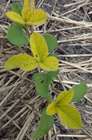 Iron Deficiency Chlorosis in Soybeans