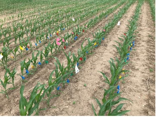 Hybrids response to early planting