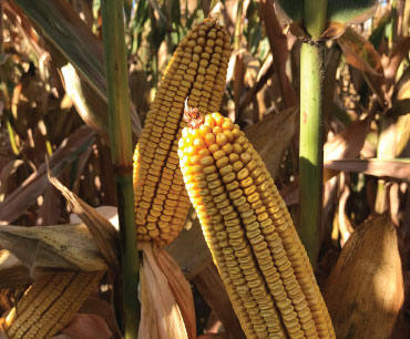 Example of AgriGold's Field GX B