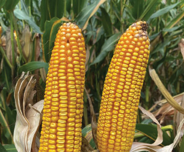 Example of AgriGold's Field GX G