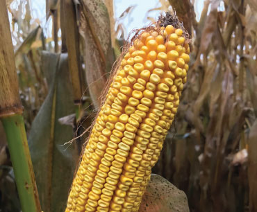 Example of AgriGold's Field GX H