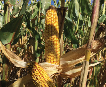 Example of AgriGold's Field GX J
