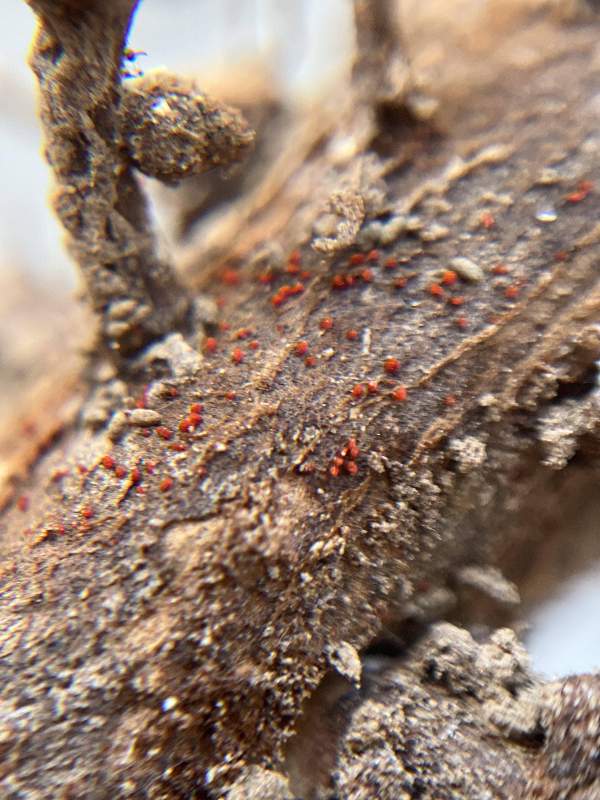 Tiny bright red pustules caused by red crown rot on soybean roots