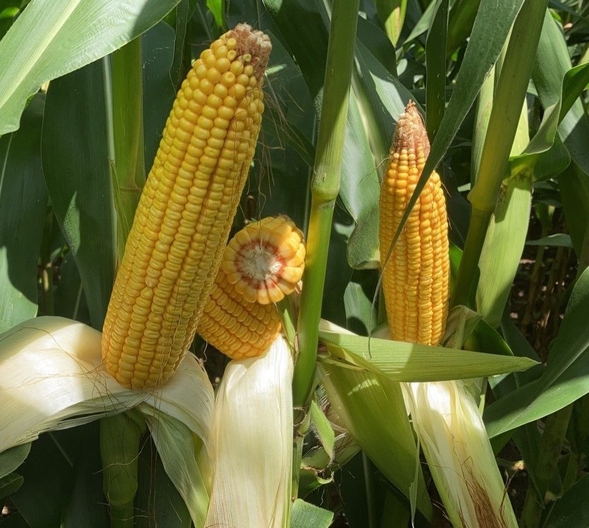 Field GX Family A corn hybrids