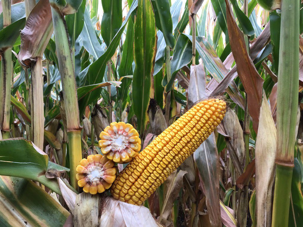 Field GX Family J corn hybrids